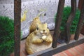 Big squirrel with acorn nut looking up on window sill Royalty Free Stock Photo