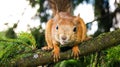 Big squirrel sitting on a branch