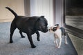 A big Staffordshire Bull Terrier dog and a little Boston Terrier puppy looking at each other standing up inside a room in front of