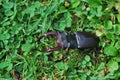 Big stag beetle in the meadow Royalty Free Stock Photo