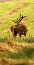 Big Stag, Red Deer during the rut Royalty Free Stock Photo