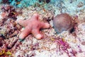 Big starfish on the ocean floor, Maldives