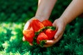 Big stawberries in woman s hands on green grass background Royalty Free Stock Photo