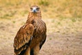 Big steppe eagle (Aquila nipalensis)