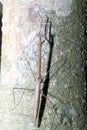 Big stick insect on a tree, Nosy Mangabe, Madagascar Royalty Free Stock Photo