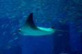 Big stingray underwater inside aquarium Royalty Free Stock Photo
