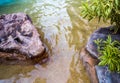 Stone shape look like crocodile head beside the river