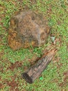 A big stone and tree log on a green grass yard Royalty Free Stock Photo