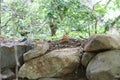 Big stones with grown mushroom fungus background blur.