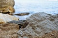 Big stones on the seashore. Closeup photo Royalty Free Stock Photo