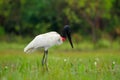 Big stork from Brazil. Jabiru stork in the water, green vegetation. Black and white bird in green water with flowers, Pantanal,