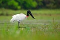 Big stork from Brazil. Jabiru in water lake, green vegetation. Travel Brazil. Jabiru stork, black and white bird in green water wi