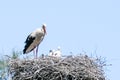 Big stork and little stork in nest against blue sky Royalty Free Stock Photo