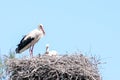 Big stork and little stork in nest against blue sky Royalty Free Stock Photo