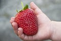 Big strawberry Royalty Free Stock Photo