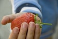 Big strawberry Royalty Free Stock Photo