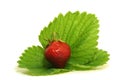 Big Strawberry in a green sheet 1 Royalty Free Stock Photo