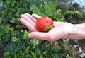 Big strawberry in hand. Female hand hold large red harvest in the garden. A Single red berry on a background of green leaves. Royalty Free Stock Photo