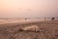 A big stray dog sleeping on the sandy beach at sunset, Bali, Indonesia Royalty Free Stock Photo