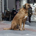 Big stray dog wearing ear tags sitting in a town square. Royalty Free Stock Photo