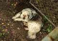 Big stray fluggy dog laying under shadow on the ground Royalty Free Stock Photo