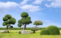 Big streblus asper bonsai with topiary trees and rock seats on green lawn in Japanese garden style against clouds on blue sky Royalty Free Stock Photo