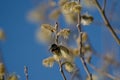 Striped Bumblebee On A Branch Of Blossoming Pussy Willow Close Up