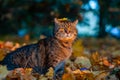 A big striped cat walks in the autumn park Royalty Free Stock Photo