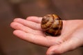 Big striped grapevine snail as pet is caught by a child hand for playing and analysis on a natural excursion and natural explorare