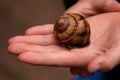 Big striped grapevine snail as pet is caught by a child hand for playing and analysis on a natural excursion and natural explorare