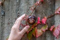 Big striped grapevine snail as pet is caught by a child hand for playing and analysis on a natural excursion and natural explorare