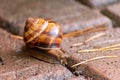 Big striped grapevine snail with a big shell in close-up and macro view shows interesting details of feelers, eyes, helix shell