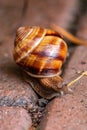 Big striped grapevine snail with a big shell in close-up and macro view shows interesting details of feelers, eyes, helix shell