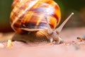 Big striped grapevine snail with a big shell in close-up and macro view shows interesting details of feelers, eyes, helix shell