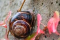 Big striped grapevine snail with a big shell in close-up and macro view shows interesting details of feelers, eyes, helix shell