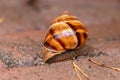 Big striped grapevine snail with a big shell in close-up and macro view shows interesting details of feelers, eyes, helix shell