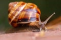 Big striped grapevine snail with a big shell in close-up and macro view shows interesting details of feelers, eyes, helix shell