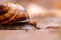 Big striped grapevine snail with a big shell in close-up and macro view shows interesting details of feelers, eyes, helix shell