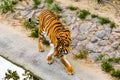 Big striped tiger (Panthera tigris) walking among the green vegetation Royalty Free Stock Photo
