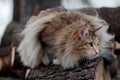 Norwegian forest cat female stalking on a log in forest Royalty Free Stock Photo