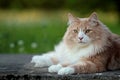 Big and strong Norwegian forest cat male resting in a garden Royalty Free Stock Photo