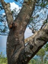 Big strong tree branches against sky background