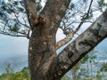 Big strong tree branches against sky background