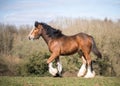 Big strong young bay Irish gypsy cob shire horse foal standing proud in sunshine countryside paddock field setting blue sky and g Royalty Free Stock Photo