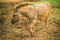 Big stubborn donkey in the stall