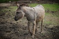 Big stubborn donkey in the stall Royalty Free Stock Photo