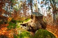 Big stump Royalty Free Stock Photo