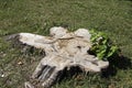 Big stump in a clearing in the forest Royalty Free Stock Photo
