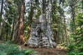 Big Stump Grove - Kings Canyon