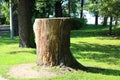 A big stump from an old felled tree in the Park Royalty Free Stock Photo